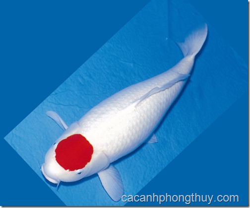 Cá Chép Koi Tancho Đỉnh Đỏ Nhật Bản - Cá Cảnh Phong Thuỷ